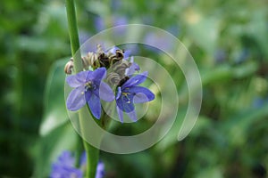 Pontederia vaginalis heartshape false pickerelweed, oval-leafed pondweed, enceng sawang, wewehan with a natural background. Each