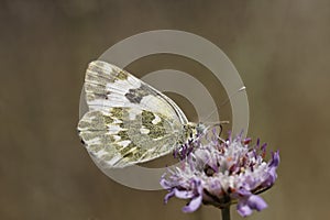 Pontia daplidice, Bath White butterfly