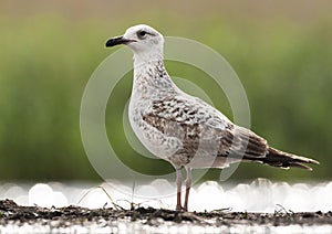 Pontische Meeuw, Caspian Gull, Larus cachinnans