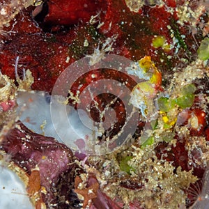 Pontohi pygmy seahorse, Hippocampus pontohi. Pulisan, North Sulawesi