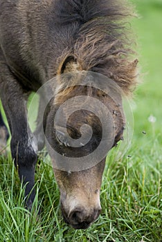 Pony photo