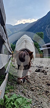 pony in alpine farm in Austria photo