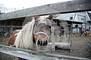 Pony behind the fence