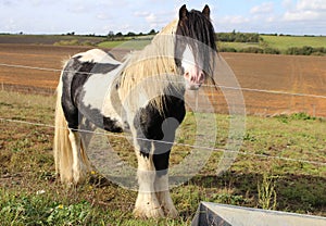 Pony behind fence