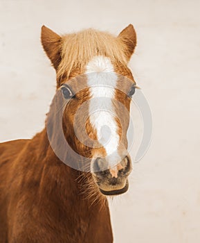 pony with a big white blaze on his head on a beige background
