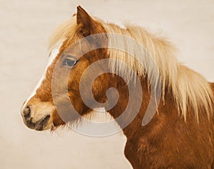 Pony with a big white blaze on his head on a beige wall background