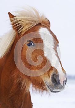 Pony with a big white blaze on his head on a snow field background