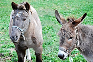 Pony and Burro
