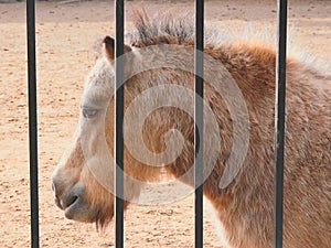 Pony in captivity