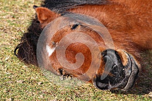 Pony close up shot of head
