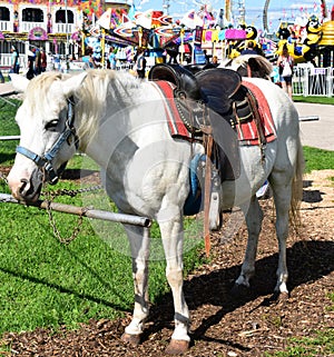 Pony at the county fair