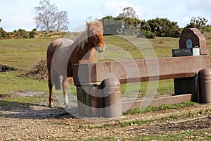 Pony drinking water from trough