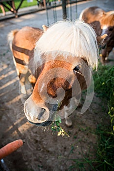 Pony eating a carrot