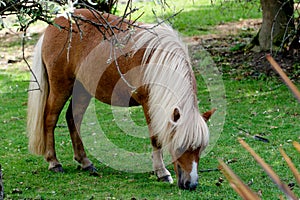 pony eating green grass in farm on summer day