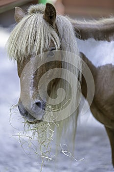 Pony eating hay