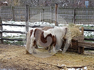 Pony eating hay