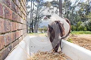 Pony Eating Hay