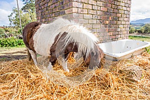 Pony eating hay in the camp