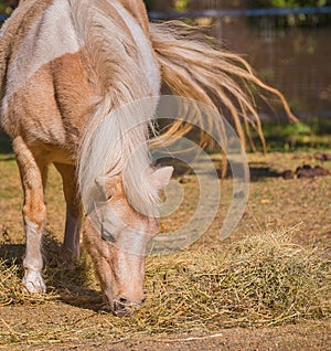 Pony eating straw while flicking its tail