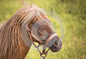 Pony (Equus ferus caballus) female looking scared