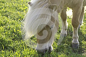 Shetland Pony