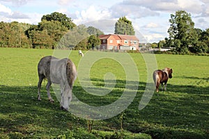 Pony in field eating grass with Foal
