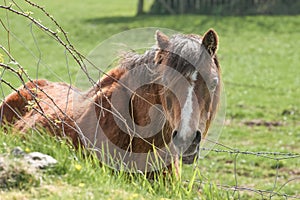 Pony in a field