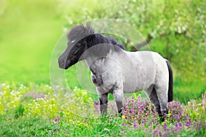 Pony in flowers meadow