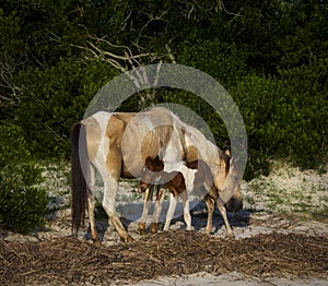 Pony with Foal