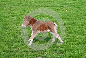 Pony Foal