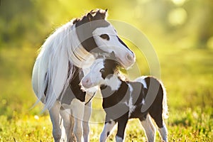 Pony foal with mare