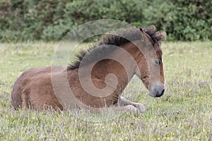 A pony foal in the New Forest