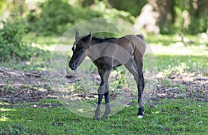 Pony foal walking in the new forest