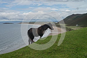 Pony on the grass. Rhossili bay in background. South wales