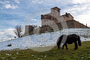 A pony grazes in the garden of the castle of montenovo