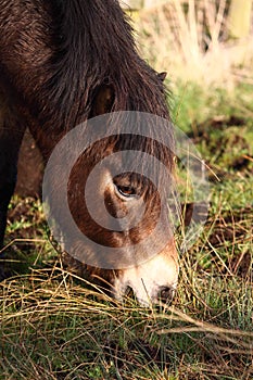 Pony grazing