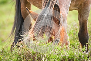 Pony grazing