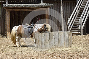 Pony grazing