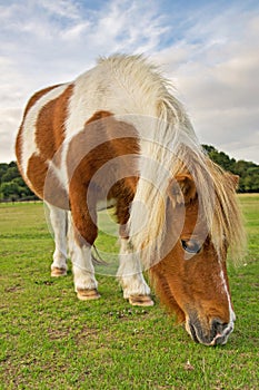 Pony Grazing