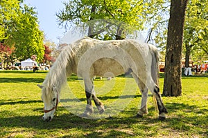 Pony grazing in Budapest Garden