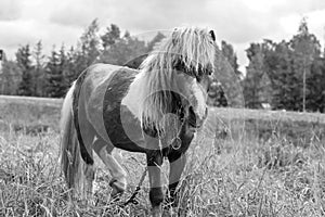 Pony grazing in field day