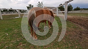 Pony grazing grass in the corral. Rear view of a young bay suit pony chewing grass. Horse stable ranch