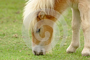 Pony grazing grass on lawn