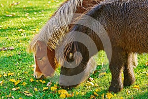 Pony Grazing on a Lown