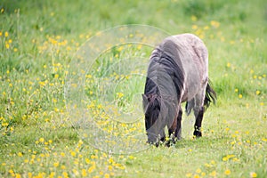 A pony is grazing on the meadow, animal farm in springtime, ranch with horses, countryside