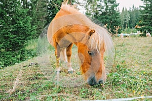 Pony grazing in the paddock close-up.Little cute red horses. Farm animals. Red pony eats grass and flowers in a pasture