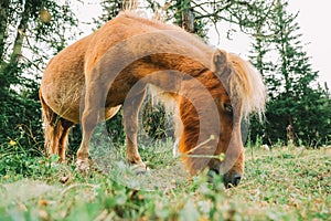 Pony grazing in the paddock.Little cute red horses. Farm animals. Red pony eats grass in a pasture.