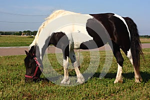 Pony Grazing on Roadside