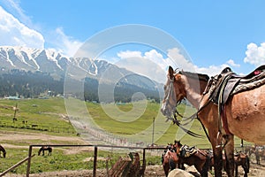 Pony of Gulmarg town at Jammu and Kashmir, India