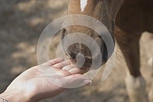 Pony with a Hand